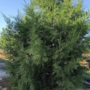 Red Cedar Tree Live Plant 10-16 inch - Eastern Red Cedar Evergreen - Image 5