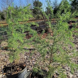 Red Cedar Tree Live Plant 10-16 inch - Eastern Red Cedar Evergreen - Image 6
