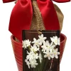 Red Ceramic Paperwhite Growing Kit - 3 Bulbs, Pot, Burlap Bag – Indoor - Image 1