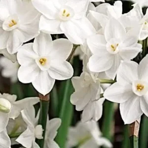 Red Ceramic Paperwhite Growing Kit - 3 Bulbs, Pot, Burlap Bag – Indoor - Image 2