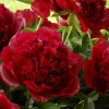 Red Charm Peony Bare Root - 2-3 Eye, Double Red Blooms, 2-3 ft Tall - Image 1