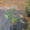 Red Cherry Guava Live Plant - 18 Tall in 6 inch Pot - Frost Hardy Fruit Tree - Image 1