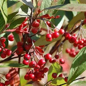 Red Chokeberry Tree Live Plant (Aronia arbutifolia) - 4ft Pot Shrub - Image 2