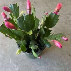 Red Christmas Cactus Live Plant - 4