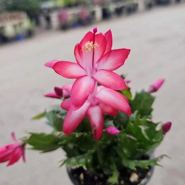 Red Christmas Cactus Live Plant - 5-7 Inch Tall, 4 Inch Pot - Indoor Holiday Plant - Image 4