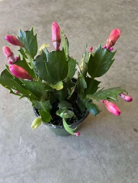 Red Christmas Cactus Live Plant - 5-7 Inch Tall, 4 Inch Pot - Indoor Holiday Plant - Image 7