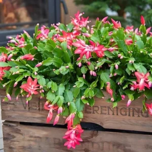 Red Christmas Cactus Live Plant - 5-7