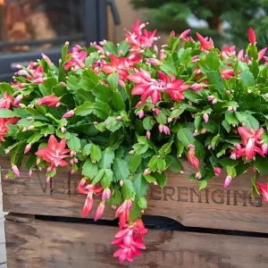 Red Christmas Cactus Live Plant - Schlumbergera truncata - 4-6
