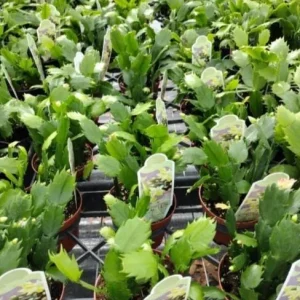 Red Christmas Cactus Live Plant - Schlumbergera truncata - 4-6