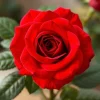 Red Climbing Rose Seeds - 20 Pcs Heirloom Non-GMO for Outdoor Gardens - Image 1