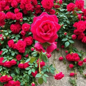 Red Climbing Rose Seeds - 20 Pcs Heirloom Non-GMO for Outdoor Gardens - Image 3
