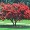 Red Crape Myrtle Live Plant – Quart Pot – Deciduous Shrub – Outdoor - Image 1
