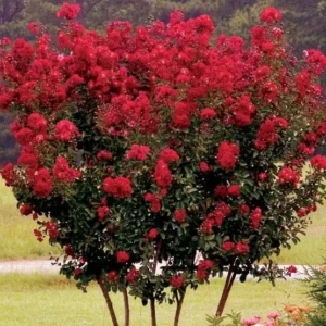 Red Crape Myrtle Live Plant – Quart Pot – Deciduous Shrub – Outdoor - Image 2