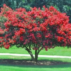 Red Crape Myrtle Live Plant – Quart Pot – Deciduous Shrub – Outdoor - Image 1