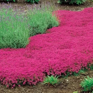 Red Creeping Thyme Seeds - 1000+ Non-GMO Groundcover Seeds - Perennial Herb - Image 2