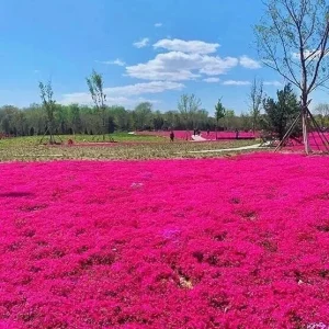 Red Creeping Thyme Seeds - 1000+ Non-GMO Groundcover Seeds - Perennial Herb - Image 3