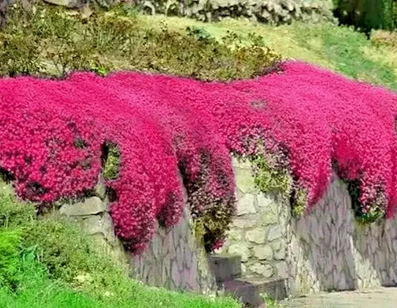 Red Creeping Thyme Seeds - 1000+ Non-GMO Groundcover Seeds - Perennial Herb - Image 1
