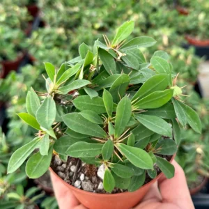 Red Crown of Thorns Cactus – Euphorbia Milii Live Plant – 4 inch Pot – Indoor/Outdoor - Image 2