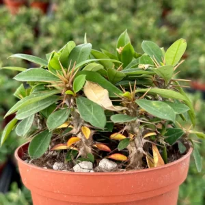 Red Crown of Thorns Cactus – Euphorbia Milii Live Plant – 4 inch Pot – Indoor/Outdoor - Image 3