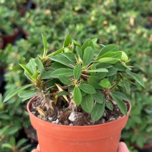 Red Crown of Thorns Cactus – Euphorbia Milii Live Plant – 4 inch Pot – Indoor/Outdoor - Image 1