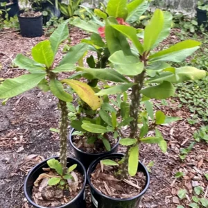 Red Crown of Thorns Live Plant - 1ft+ Tall Flowering Succulent - Potted, Outdoor - Image 4