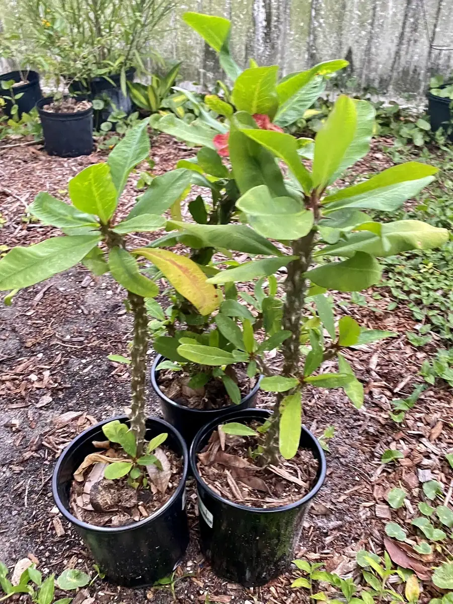 Red Crown of Thorns Live Plant - 1ft+ Tall Flowering Succulent - Potted, Outdoor - Image 4