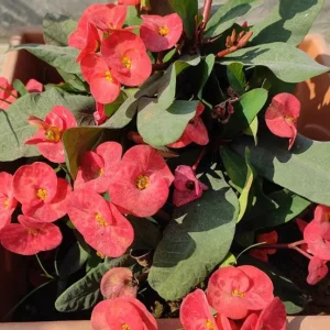 Red Crown of Thorns Live Plant - 3-5