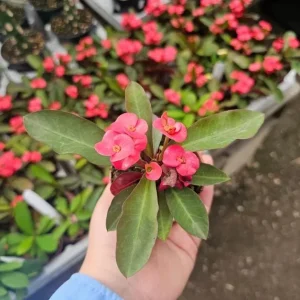 Red Crown of Thorns Live Plant - 3-5
