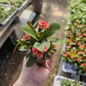 Red Crown of Thorns Live Plant - 3-5