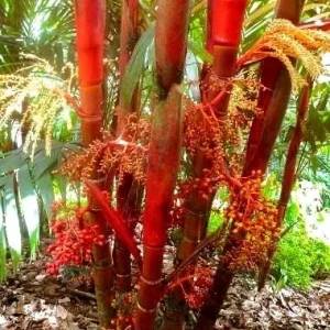 Red Crownshaft Palm Live Plant – Areca Vestiaria – 3 Gallon Pot – Indoor/Outdoor - Image 6