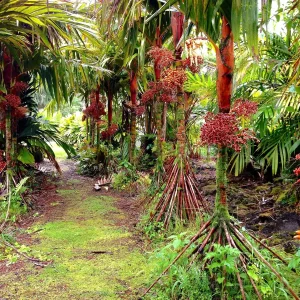 Red Crownshaft Palm Live Plant – Areca Vestiaria – 3 Gallon Pot – Indoor/Outdoor - Image 8