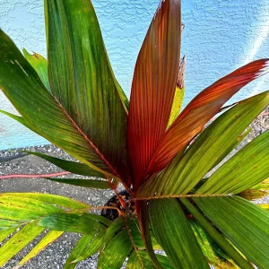 Red Crownshaft Palm Live Plant – Areca Vestiaria – 3 Gallon Pot – Indoor/Outdoor - Image 9