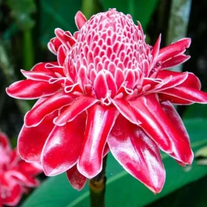 Red Curcuma Flower Plant - 3 Rhizomes, Fast Growing Turmeric, Indoor/Outdoor - Image 1