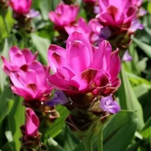 Red Curcuma Flower Plant – 3 Rhizomes – Fast Growing Turmeric Plant – Indoor/Outdoor - Image 1