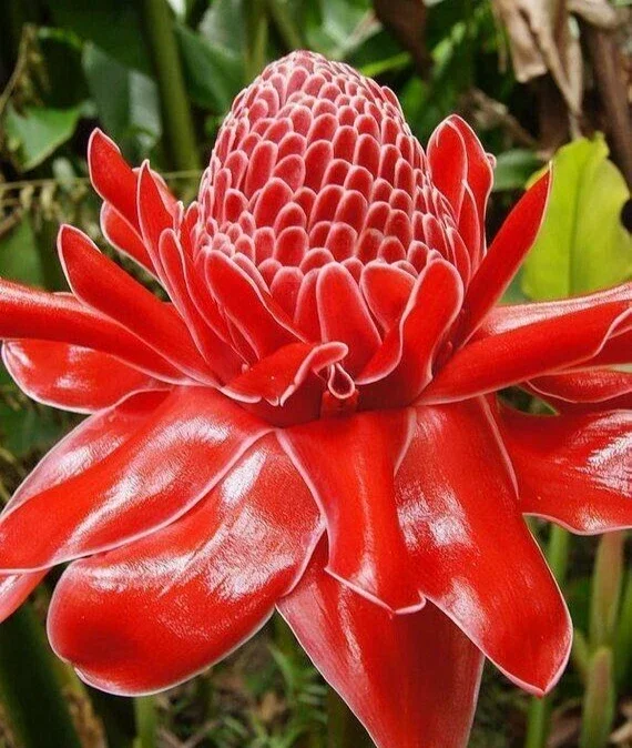 Red Curcuma Flower Plant Rhizomes - 3 Count Fast Grow Turmeric - Image 1