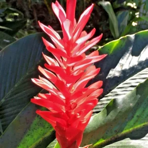 Red Curcuma Flower Plant Rhizomes - 3 Count Fast Growing Turmeric - Image 1