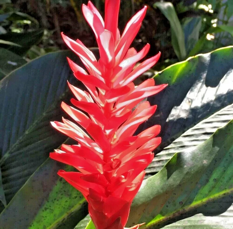 Red Curcuma Flower Plant Rhizomes - 3 Count Fast Growing Turmeric - Image 1