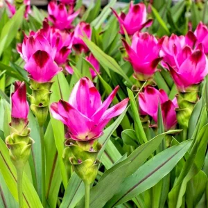 Red Curcuma Flower Plant Rhizomes - 3 Roots, Fast Growing Turmeric, Indoor/Outdoor - Image 1