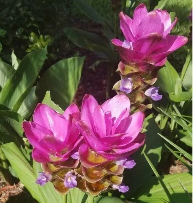 Red Curcuma Flower Plant Rhizomes - Fast Growing Turmeric Plant for Garden - Image 2