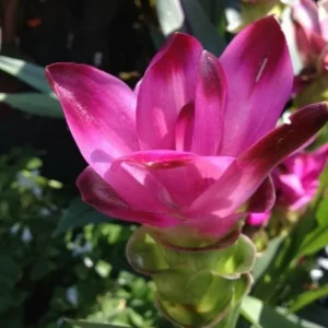 Red Curcuma Flower Plant Rhizomes - Fast Growing Turmeric Plant for Garden - Image 1