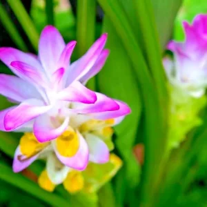 Red Curcuma Turmeric Flower Plant - 3 Rhizomes - Fast Growing Indoor/Outdoor - Image 1