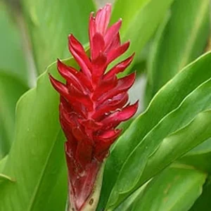 Red Curcuma Turmeric Live Plant - 3 Rhizomes - Fast Growing Flower for Indoor/Outdoor - Image 1