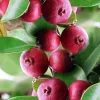 Red Cuttley Guava Live Plant – Strawberry Ruby Guava Tree – 4 or 6 Inch Pot - Image 1