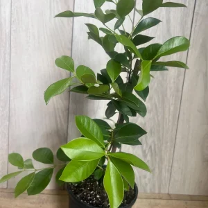 Red Cuttley Guava Live Plant – Strawberry Ruby Guava Tree – 4 or 6 Inch Pot - Image 5