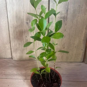 Red Cuttley Guava Live Plant – Strawberry Ruby Guava Tree – 4 or 6 Inch Pot - Image 9