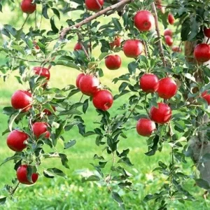 Red Delicious Apple Tree Live Plant - 2ft Tall, Quart Pot, Sweet Fruit - Image 2