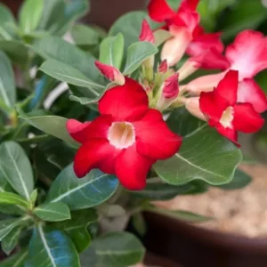 Red Desert Rose Live Plant - Adenium Obesum Succulent - 3-6" Tall Starter Plant - Red Blooms, Drought Tolerant - Image 2