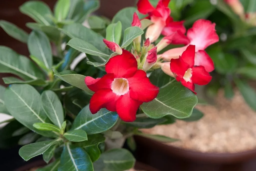 Red Desert Rose Live Plant - Adenium Obesum Succulent - 3-6" Tall Starter Plant - Red Blooms, Drought Tolerant - Image 2