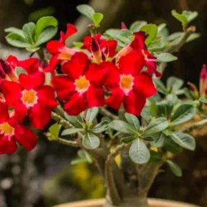 Red Desert Rose Live Plant - Adenium Obesum Succulent - 3-6