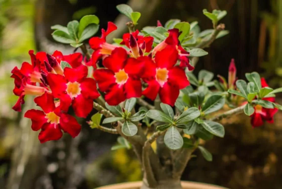 Red Desert Rose Live Plant - Adenium Obesum Succulent - 3-6" Tall Starter Plant - Red Blooms, Drought Tolerant - Image 3